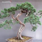 Juniperus Chinensis Hokkaido - immagine 6