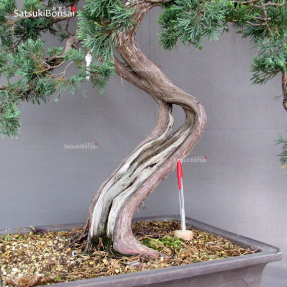 Juniperus Chinensis Hokkaido - immagine 7