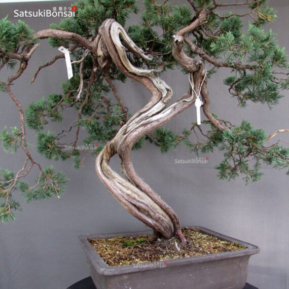 Juniperus Chinensis Hokkaido - immagine 8
