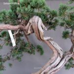 Juniperus Chinensis Hokkaido - immagine 9