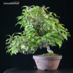 Callicarpa Japonica VENDUTO - immagine 7