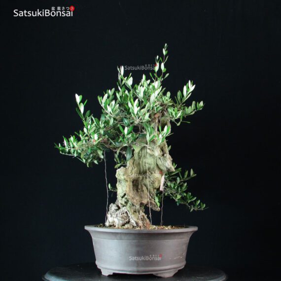 Olea Europaea - Olivo - immagine 2