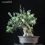 Olea Europaea - Olivo - immagine 3