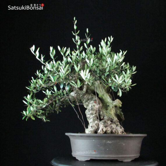 Olea Europaea - Olivo - immagine 3