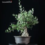 Olea Europaea - Olivo - immagine 4