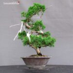 Juniperus Chinensis Itoigawa - immagine 2