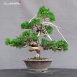 Juniperus Chinensis Itoigawa - immagine 3