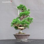 Juniperus Chinensis Itoigawa - immagine 4