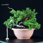 Juniperus Chinensis Itoigawa