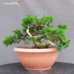 Juniperus Chinensis Itoigawa - immagine 3