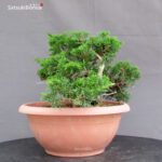 Juniperus Chinensis Itoigawa - immagine 4