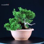 Juniperus Chinensis Itoigawa - immagine 4