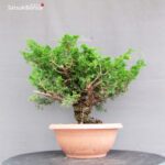 Juniperus Chinensis Itoigawa - immagine 2