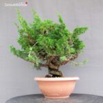 Juniperus Chinensis Itoigawa - immagine 3
