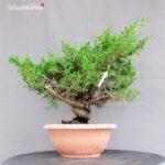Juniperus Chinensis Itoigawa - immagine 4