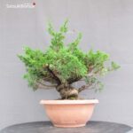 Juniperus Chinensis Itoigawa - immagine 2
