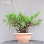 Juniperus Chinensis Itoigawa - immagine 3