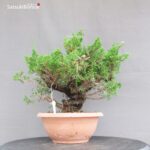 Juniperus Chinensis Itoigawa - immagine 4