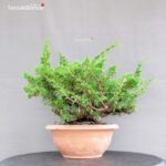 Juniperus Chinensis Itoigawa - immagine 2