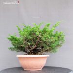 Juniperus Chinensis Itoigawa - immagine 3