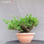 Juniperus Chinensis Itoigawa - immagine 4