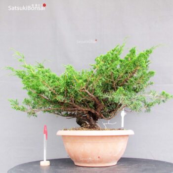Juniperus Chinensis Itoigawa