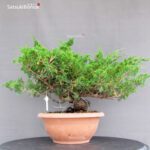 Juniperus Chinensis Itoigawa - immagine 3
