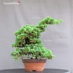Juniperus Procumbens - Sonare VENDUTO - immagine 2