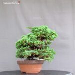 Juniperus Procumbens - Sonare VENDUTO - immagine 3