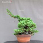 Juniperus Procumbens - Sonare VENDUTO - immagine 4