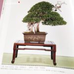 Taxus Cuspidata - Tasso 76° KOKUFU TEN 2002 - immagine 2