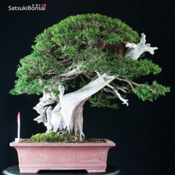 Taxus Cuspidata - Tasso 76° KOKUFU TEN 2002