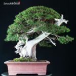 Taxus Cuspidata - Tasso 76° KOKUFU TEN 2002 - immagine 8