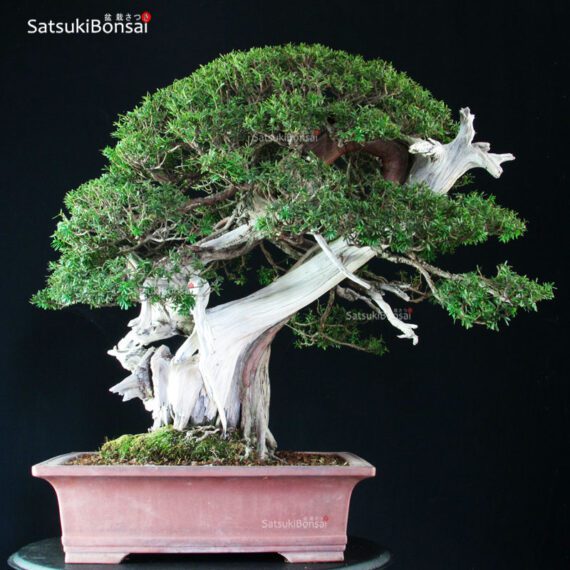 Taxus Cuspidata - Tasso 76° KOKUFU TEN 2002 - immagine 8