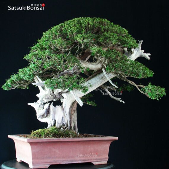 Taxus Cuspidata - Tasso 76° KOKUFU TEN 2002 - immagine 7