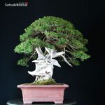 Taxus Cuspidata - Tasso 76° KOKUFU TEN 2002 - immagine 6