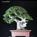 Taxus Cuspidata - Tasso 76° KOKUFU TEN 2002 - immagine 4