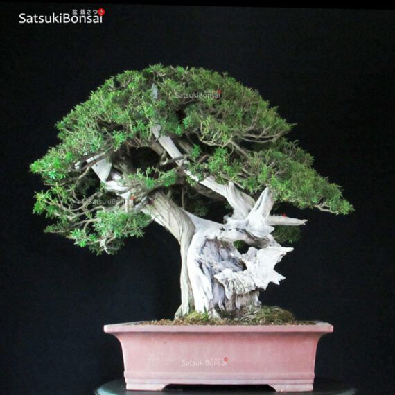 Taxus Cuspidata - Tasso 76° KOKUFU TEN 2002 - immagine 4