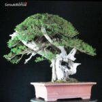 Taxus Cuspidata - Tasso 76° KOKUFU TEN 2002 - immagine 5