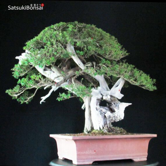 Taxus Cuspidata - Tasso 76° KOKUFU TEN 2002 - immagine 5