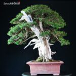 Taxus Cuspidata - Tasso 76° KOKUFU TEN 2002 - immagine 3