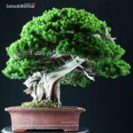 Taxus Cuspidata - Tasso 76° KOKUFU TEN 2002 - immagine 11