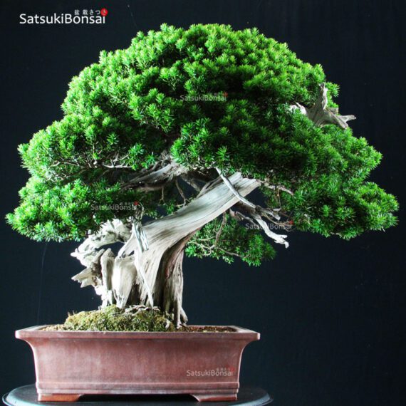 Taxus Cuspidata - Tasso 76° KOKUFU TEN 2002 - immagine 11