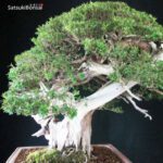 Taxus Cuspidata - Tasso 76° KOKUFU TEN 2002 - immagine 10