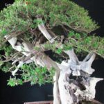 Taxus Cuspidata - Tasso 76° KOKUFU TEN 2002 - immagine 9