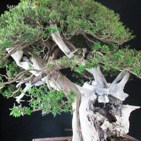 Taxus Cuspidata - Tasso 76° KOKUFU TEN 2002 - immagine 9