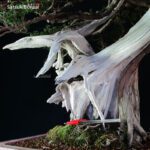 Taxus Cuspidata - Tasso 76° KOKUFU TEN 2002 - immagine 17