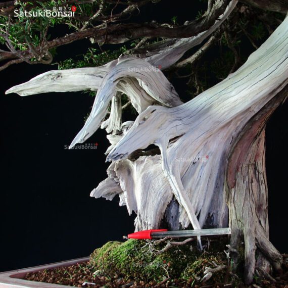 Taxus Cuspidata - Tasso 76° KOKUFU TEN 2002 - immagine 17