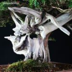 Taxus Cuspidata - Tasso 76° KOKUFU TEN 2002 - immagine 18