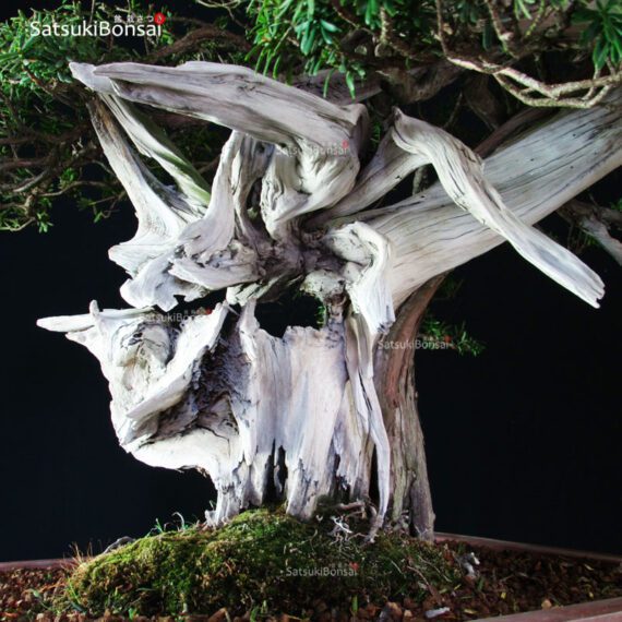 Taxus Cuspidata - Tasso 76° KOKUFU TEN 2002 - immagine 18